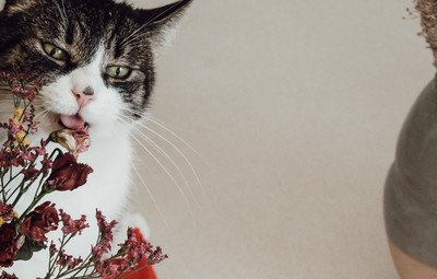 Odenite se v barve 55. Tedna slovenske drame <em>Foto: Maša Pirc</em>